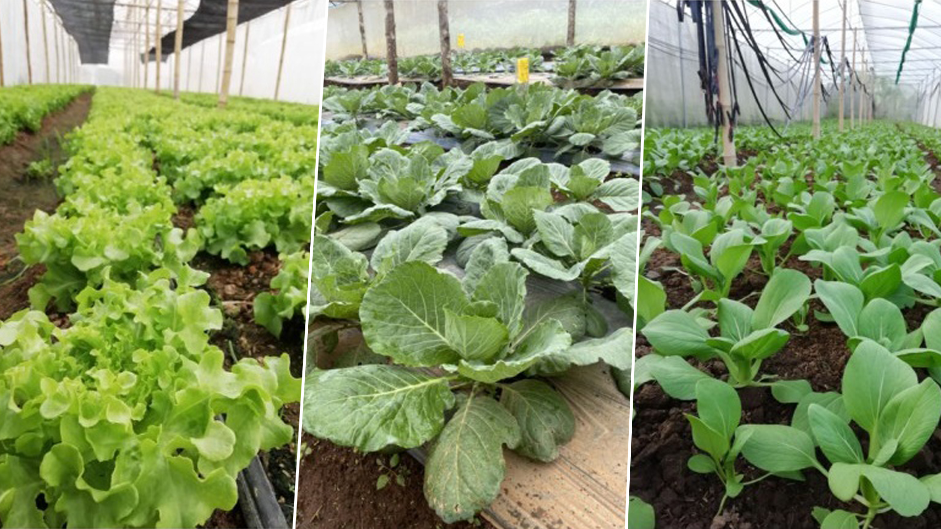 ข้อควรรู้ ..ก่อนปลูกผักอินทรีย์ 1 01