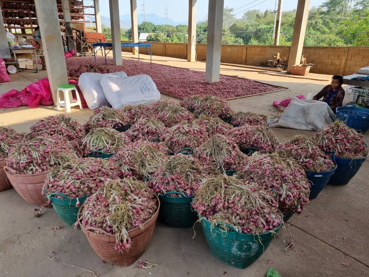 4 พืชหัว กระเทียม-หอมแดง-หอมหัวใหญ่-มันฝรั่ง ปีนี้ให้ผลผลิตเพิ่มขึ้นทุกชนิด 4 327121099 567607968594965 3337468505694319427 n