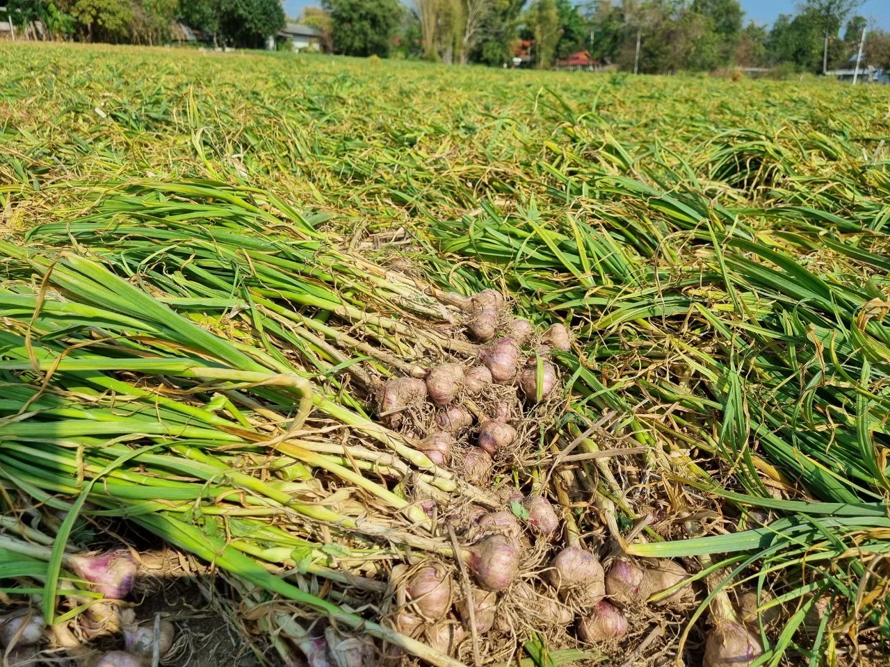 4 พืชหัว กระเทียม-หอมแดง-หอมหัวใหญ่-มันฝรั่ง ปีนี้ให้ผลผลิตเพิ่มขึ้นทุกชนิด 5 327174599 722412785987832 7005962790957622262 n