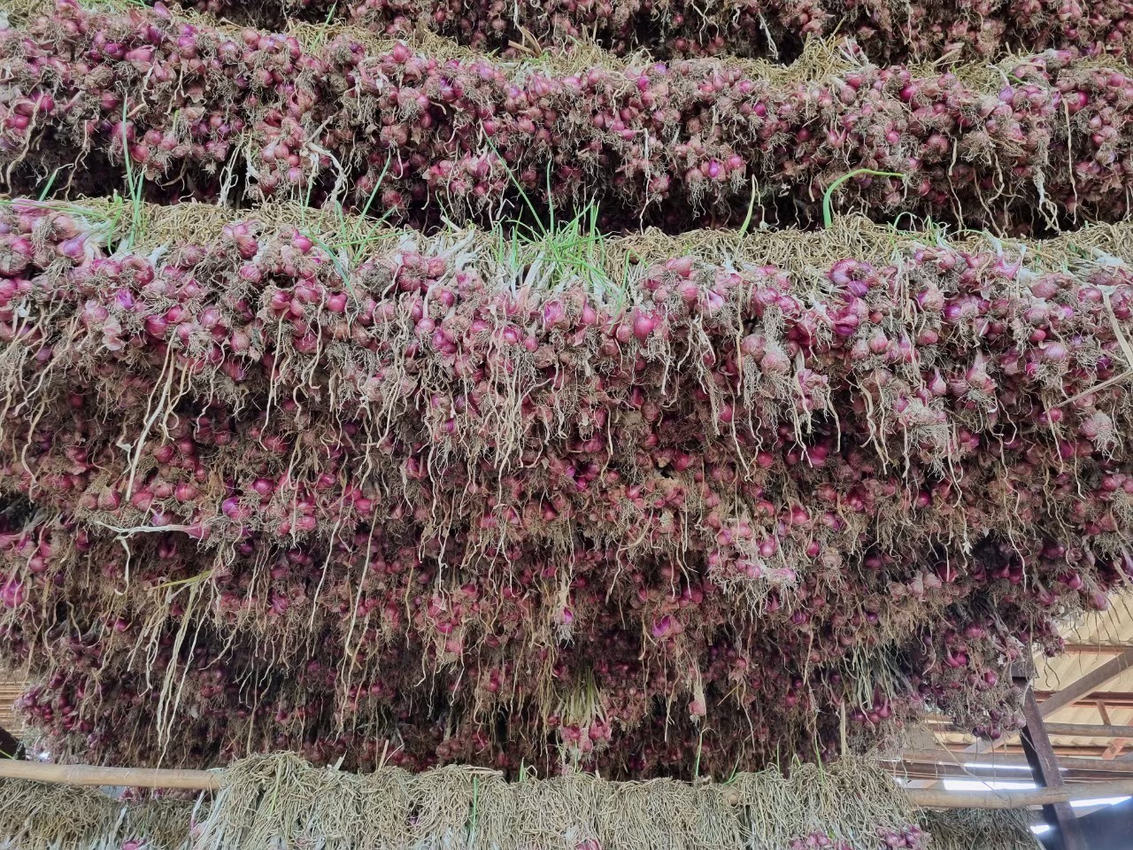 4 พืชหัว กระเทียม-หอมแดง-หอมหัวใหญ่-มันฝรั่ง ปีนี้ให้ผลผลิตเพิ่มขึ้นทุกชนิด 6 327181443 726733852256496 5807835966422986371 n