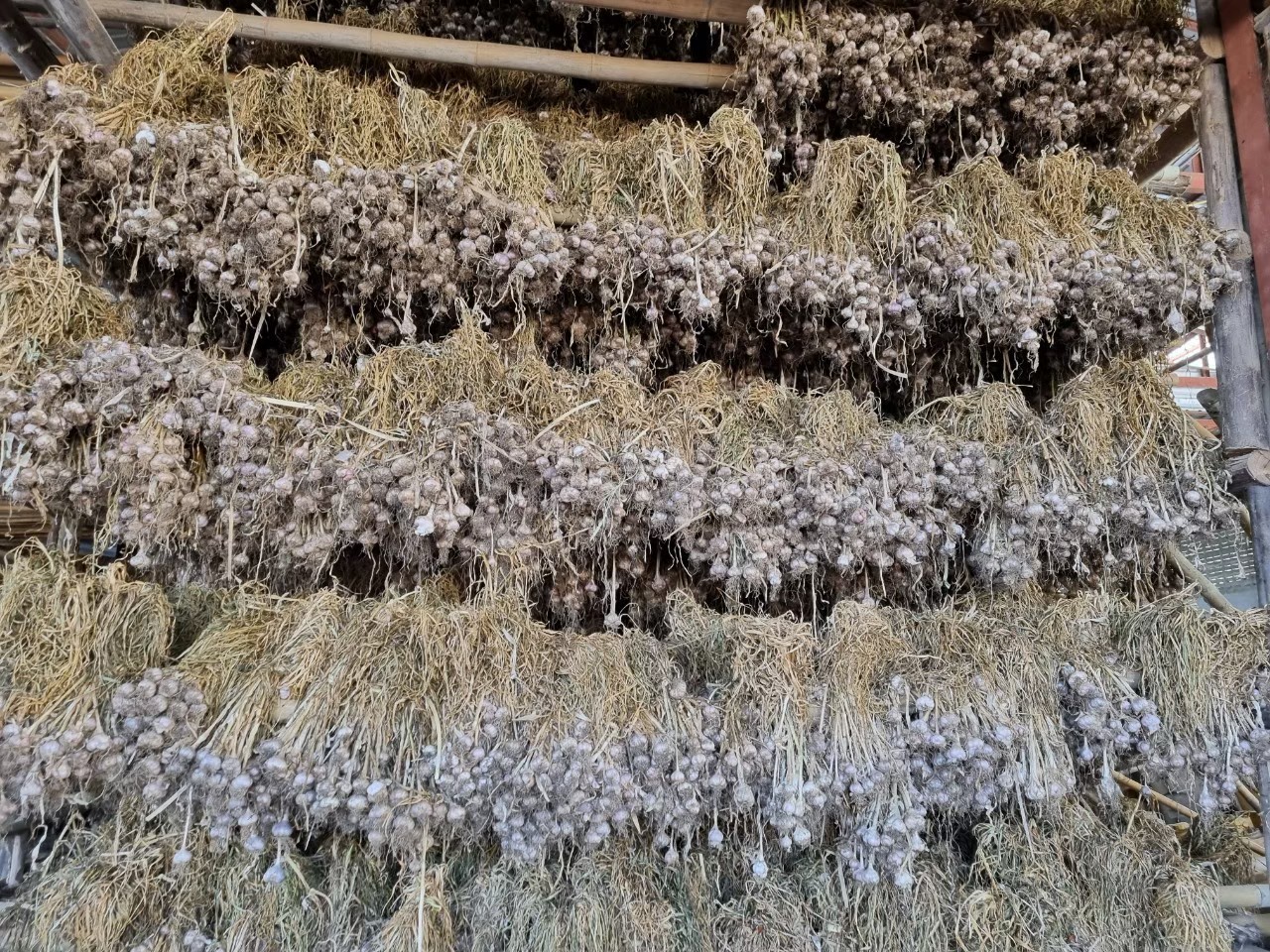 4 พืชหัว กระเทียม-หอมแดง-หอมหัวใหญ่-มันฝรั่ง ปีนี้ให้ผลผลิตเพิ่มขึ้นทุกชนิด 2 327194605 862062354850027 494511734667493155 n