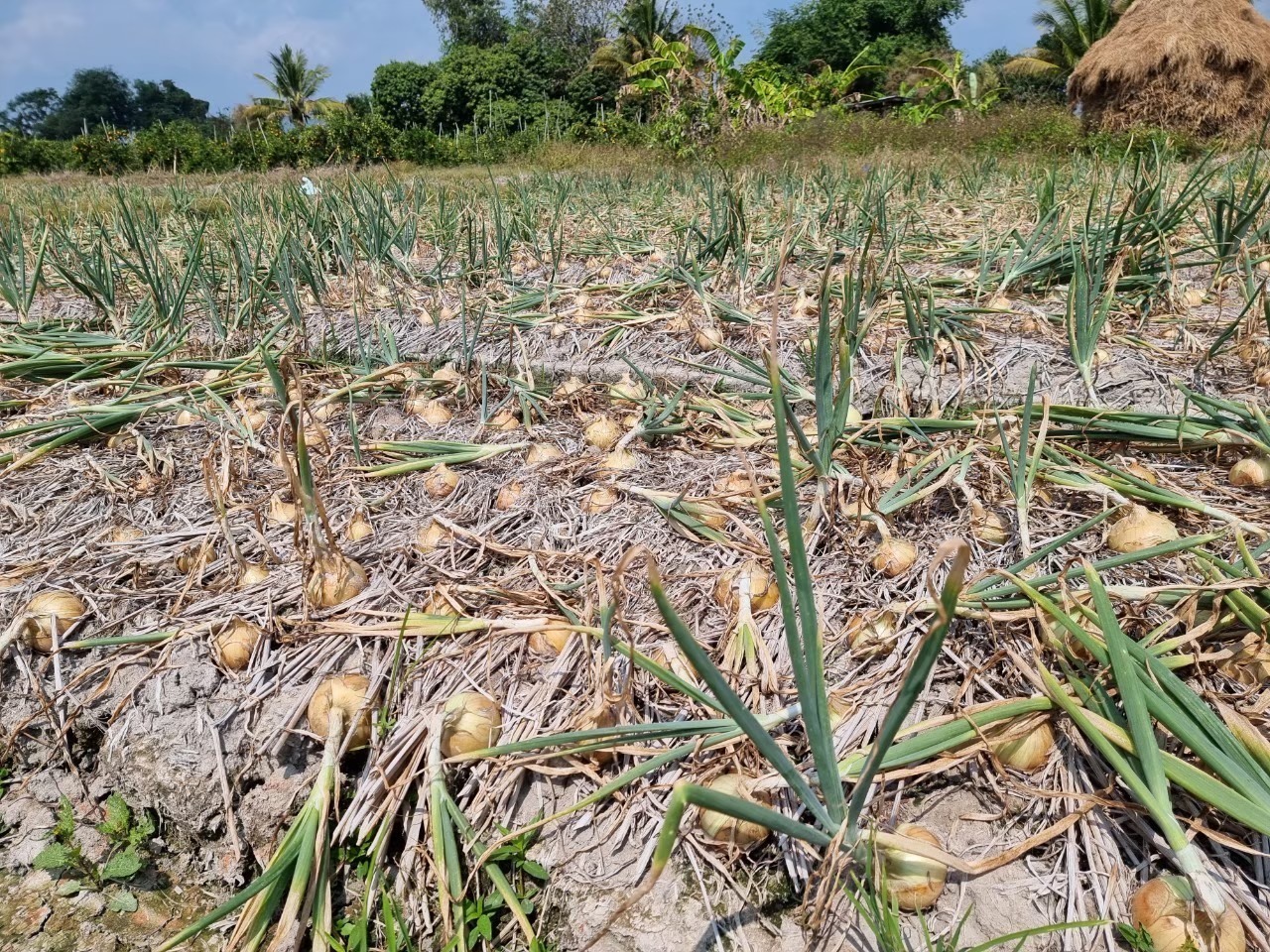 4 พืชหัว กระเทียม-หอมแดง-หอมหัวใหญ่-มันฝรั่ง ปีนี้ให้ผลผลิตเพิ่มขึ้นทุกชนิด 3 327209400 746427220084859 835704795797051340 n