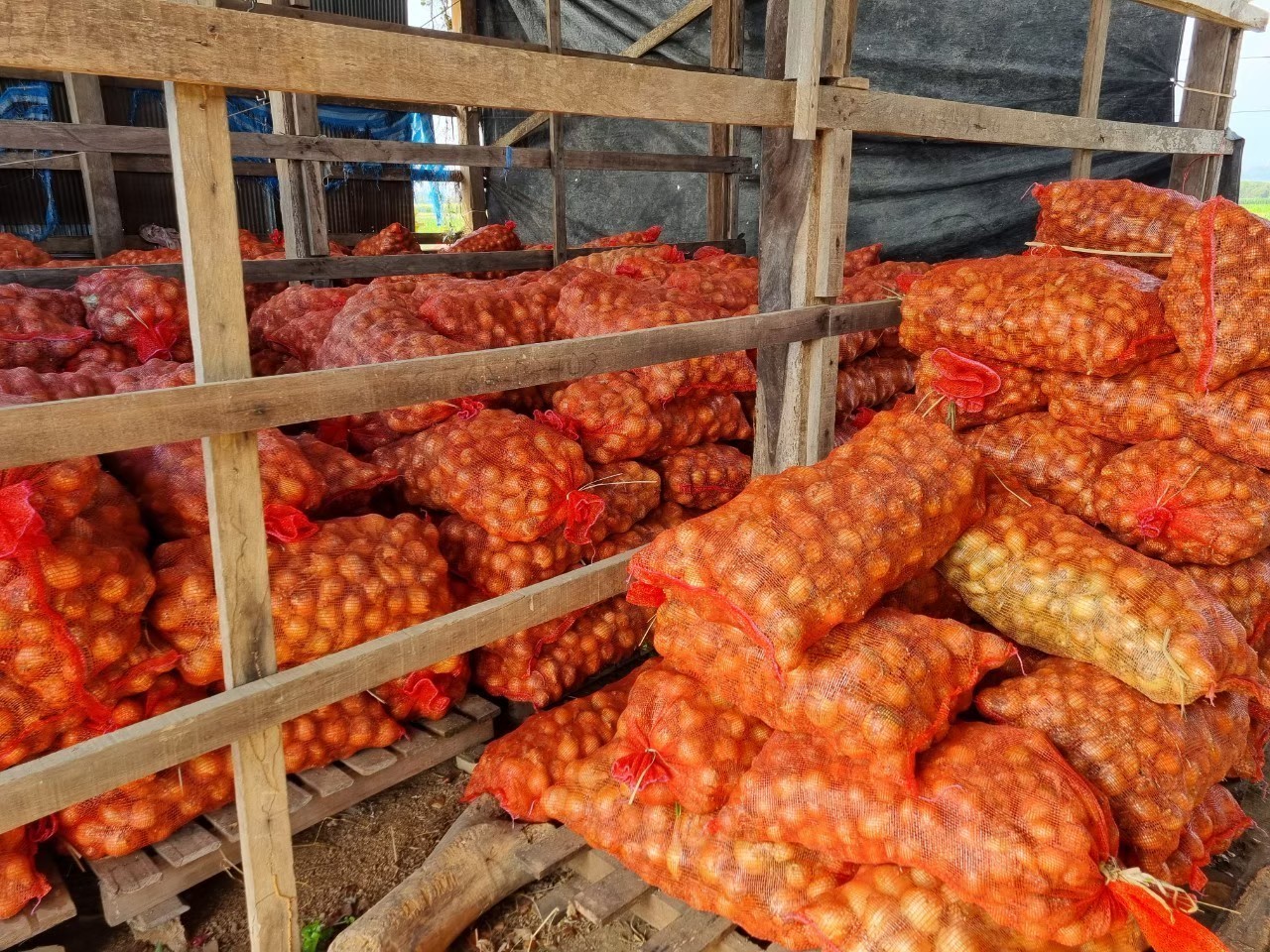 4 พืชหัว กระเทียม-หอมแดง-หอมหัวใหญ่-มันฝรั่ง ปีนี้ให้ผลผลิตเพิ่มขึ้นทุกชนิด 8 327292126 574817390851007 4510735084471924633 n