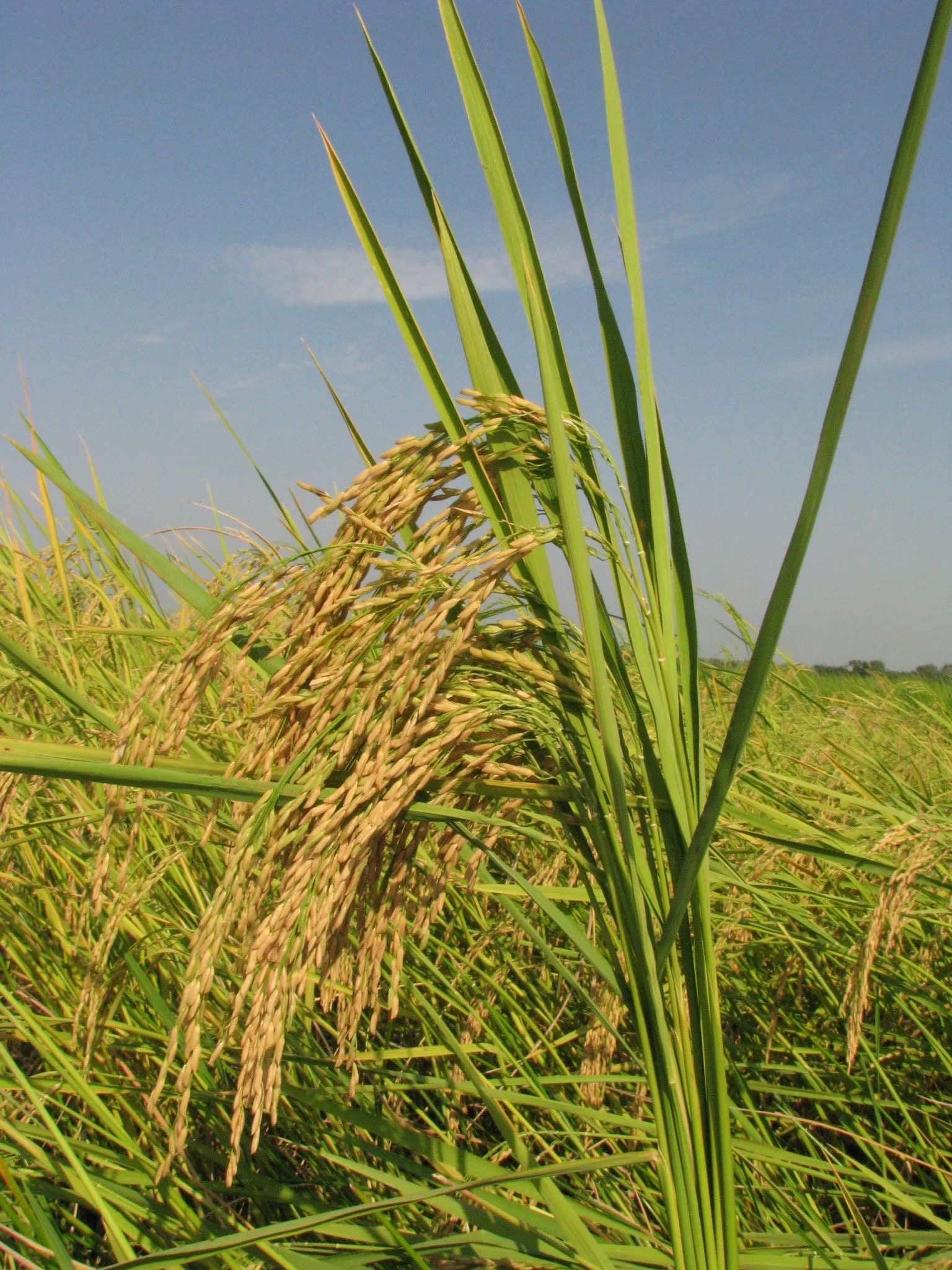 นายกฯเตรียมลงพื้นที่จ.สิงห์บุรี 6 ม.ค.นี้ เปิดงาน“ข้าวรักษ์โลก”ต่อยอดนโยบาย BCG Model 2 705004F1 255E 44CA 8448 DAC6D6F1FB71