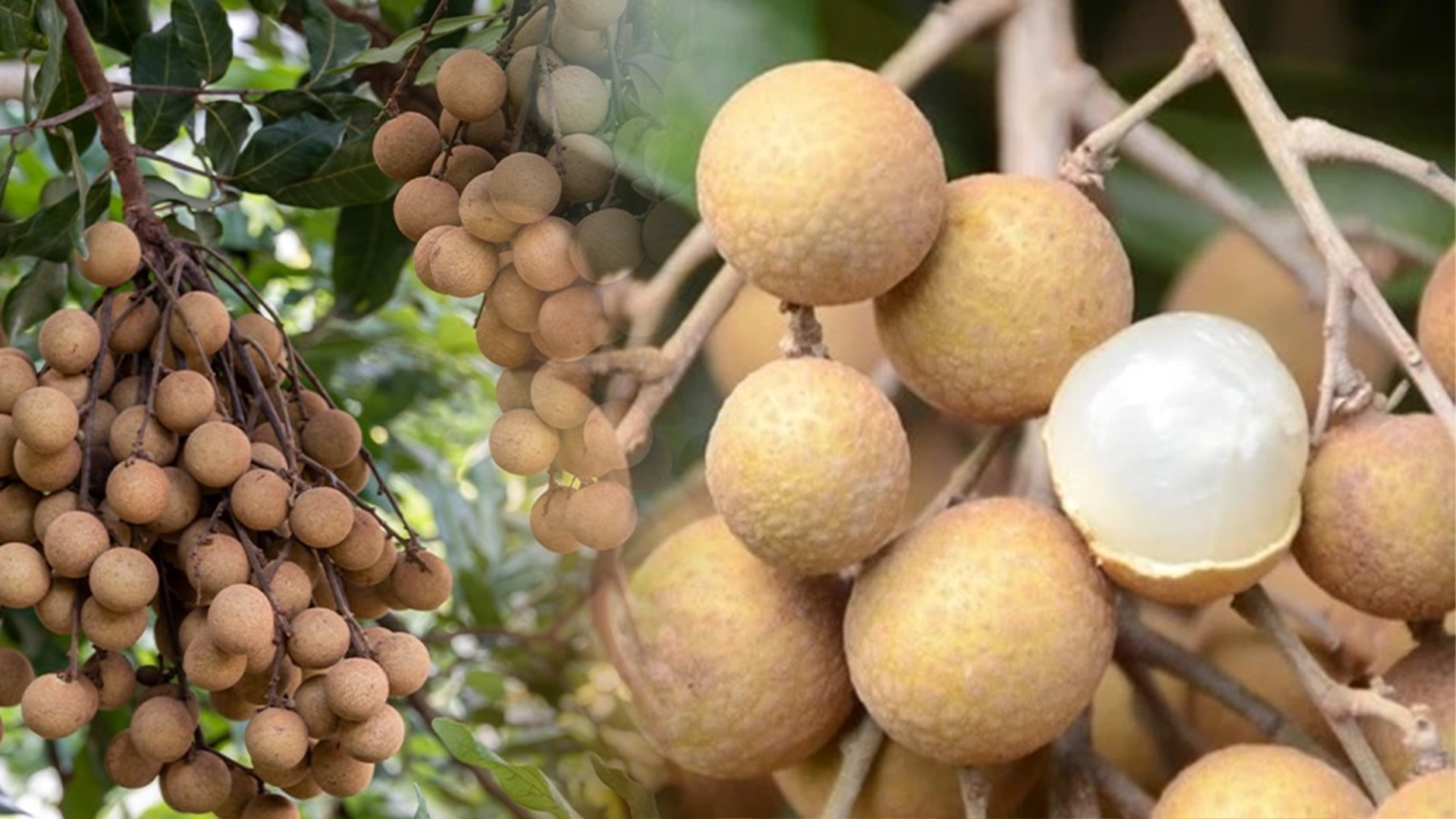 ข่าวดีรับปีใหม่ ลำไยส่งออกราคาพุ่ง 53 – 77 บาท/กิโลกรัม 1 731FA154 D9FB 4D97 8FE3 8BB646C27818