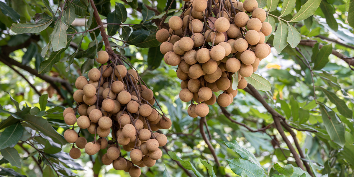 ข่าวดีรับปีใหม่ ลำไยส่งออกราคาพุ่ง 53 – 77 บาท/กิโลกรัม 3 EA1AAAB3 7C39 4F82 ACA5 65E8803F6ACC