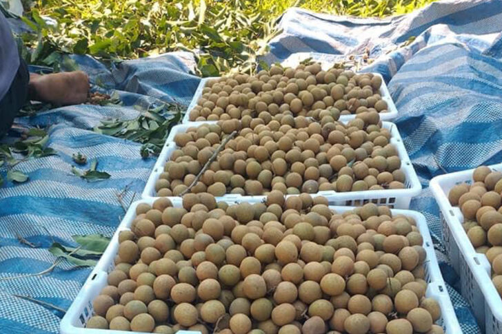 ข่าวดีรับปีใหม่ ลำไยส่งออกราคาพุ่ง 53 – 77 บาท/กิโลกรัม 2 FE8AB1A5 2A12 49AA 8840 523BA222BFA5