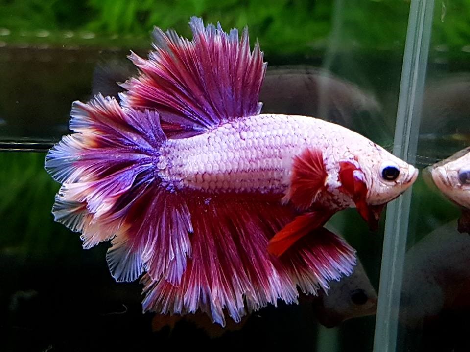 SIAMESE FIGHTING FISH3