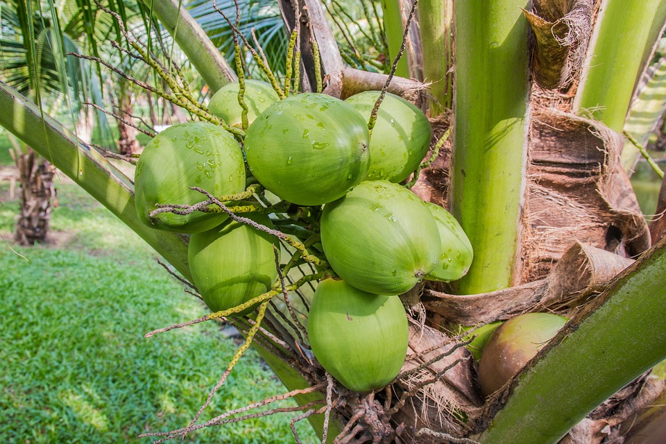 coconut 1036198 960 720