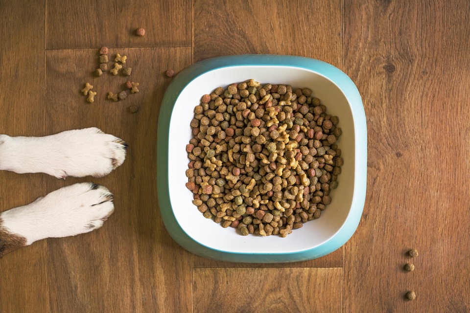 dog food 5168940 960 720