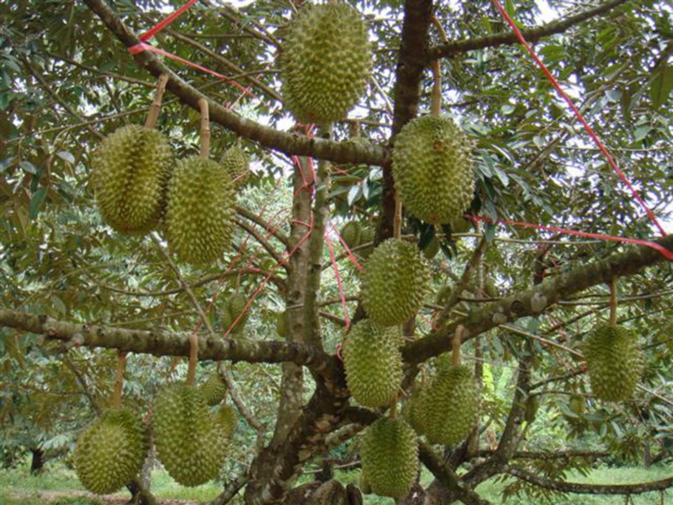 กรมวิชาการเกษตร แนะเกษตรกรวิธีผลิตทุเรียนคุณภาพในปี 2566 2 ทุเรียน 21