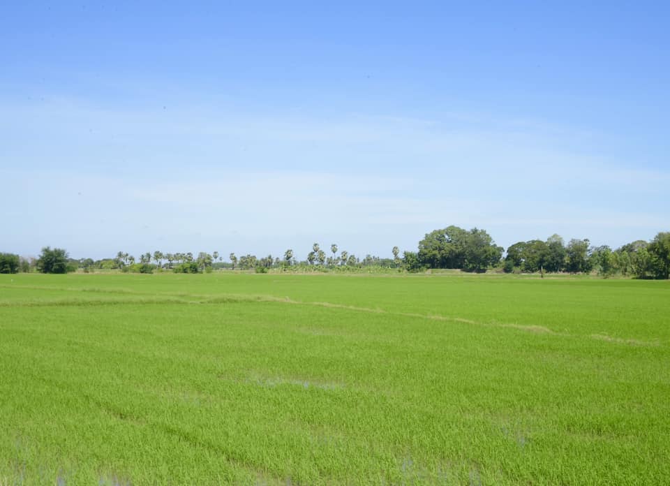 ทุ่งนา