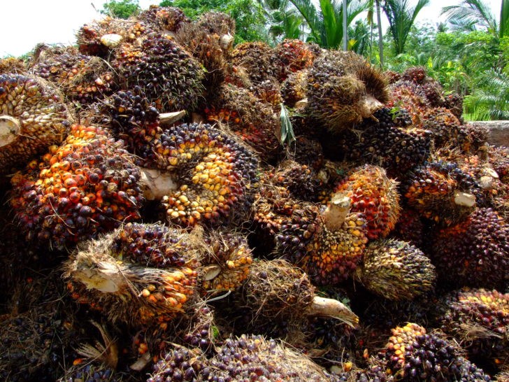 ปาล์มน้ำมัน 11