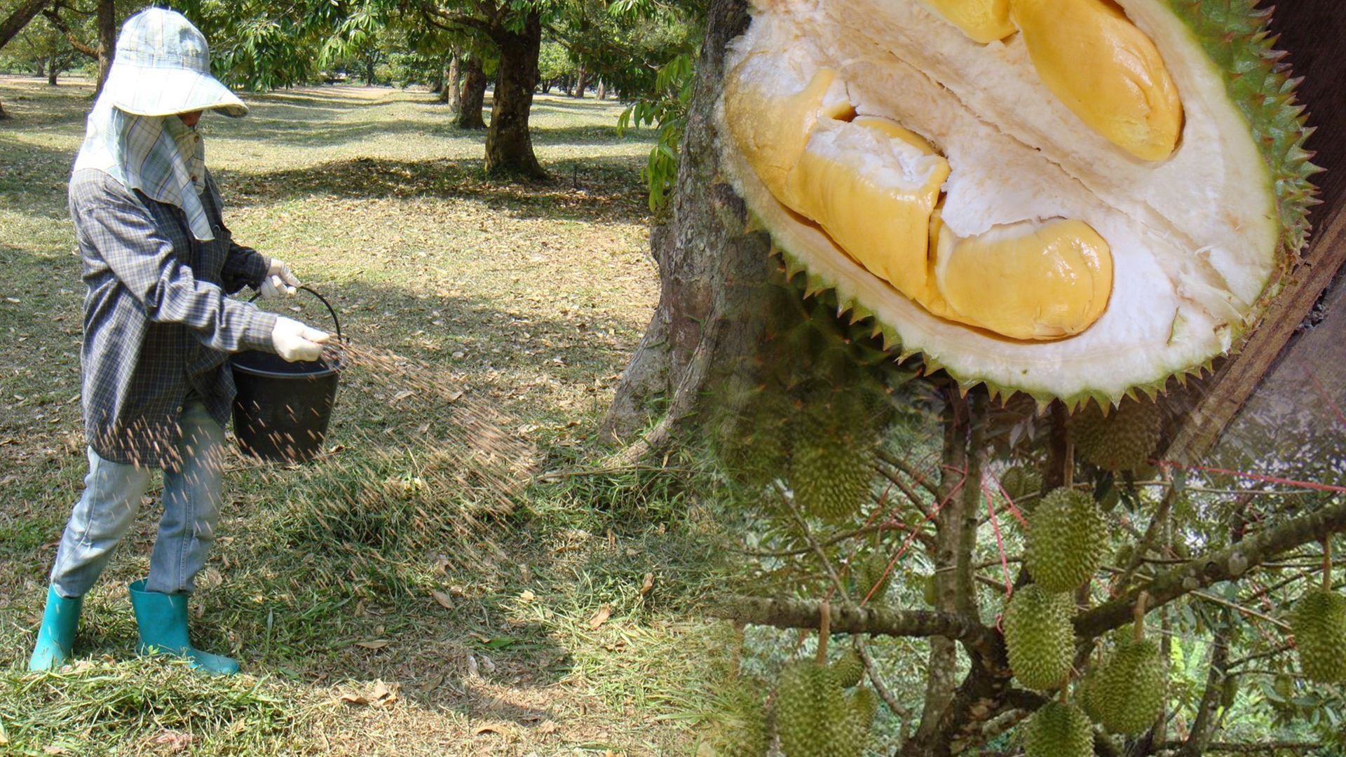 กรมวิชาการเกษตร แนะเกษตรกรวิธีผลิตทุเรียนคุณภาพในปี 2566 1 ผลิตทุเรียน3