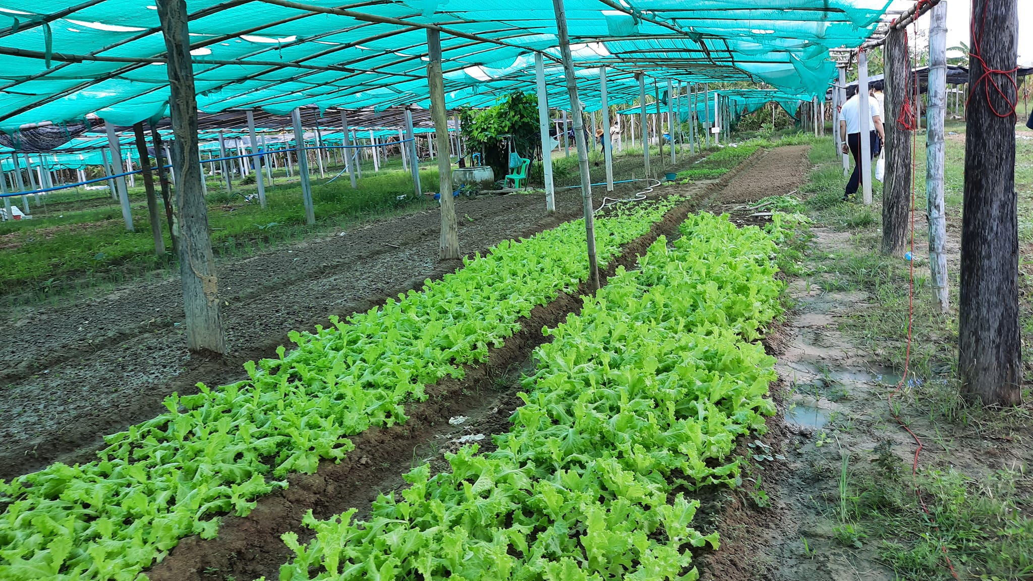 ข้อควรรู้ ..ก่อนปลูกผักอินทรีย์ 2 พืชผัก