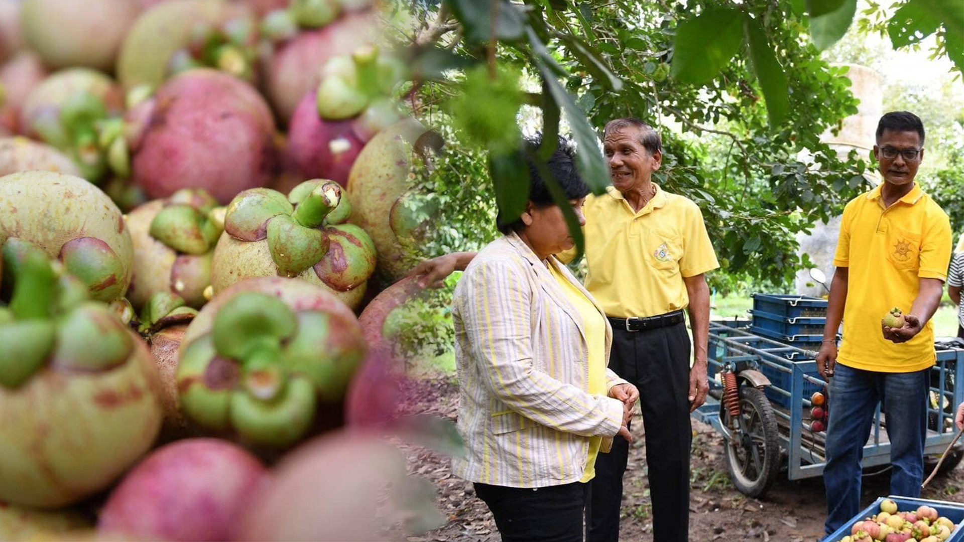 มกอช.เร่งเจรจาญี่ปุ่น เปิดทางส่งออกมังคุดด้วยมาตรการใหม่ ไม่ต้องมีการอบไอน้ำสำหรับกำจัดแมลงวันผลไม้ 1 มกอช3