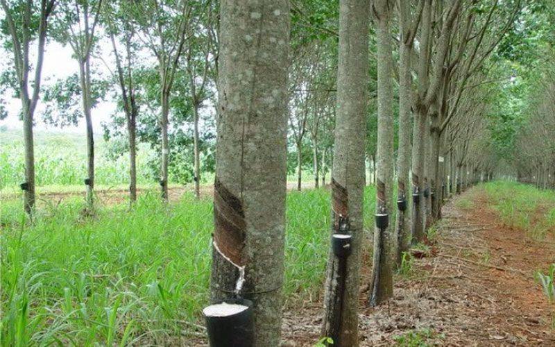 กยท.หนุนทำสวนยางมาตรฐาน FSC™ พร้อมจัดช่องทางขายผ่านตลาดยาง มียอดออร์เดอร์แล้ว กว่า 10,000 ตัน 3 ยางพารา