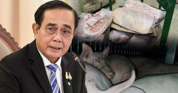 หมู