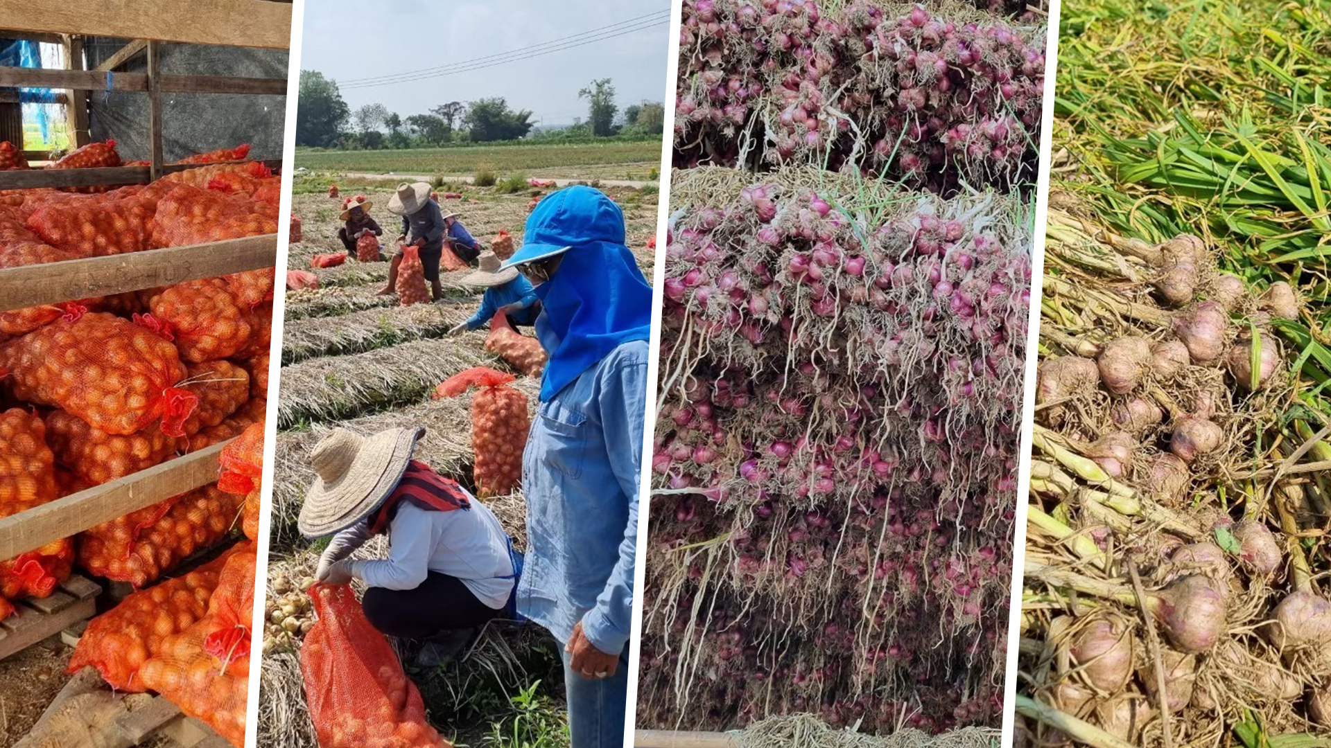 4 พืชหัว กระเทียม-หอมแดง-หอมหัวใหญ่-มันฝรั่ง ปีนี้ให้ผลผลิตเพิ่มขึ้นทุกชนิด 1 หอม