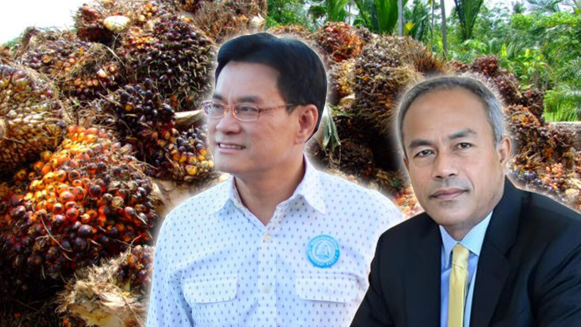 แก้ปัญหาปาล์ม3