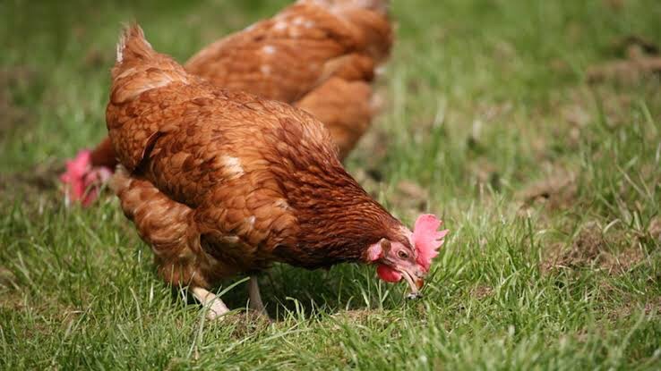 ไก่6
