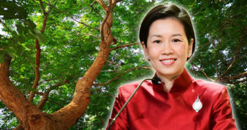 ไม้พะยูง3