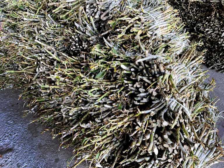 54E3C8C5 E477 4D94 B6D6 75B16F33B176 768x576 1