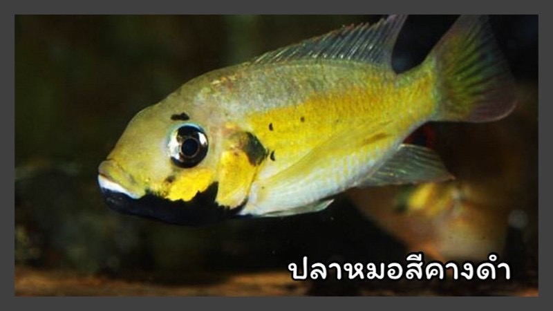 D7784B07 DBB9 486E 8514 CC18D24BAB2A
