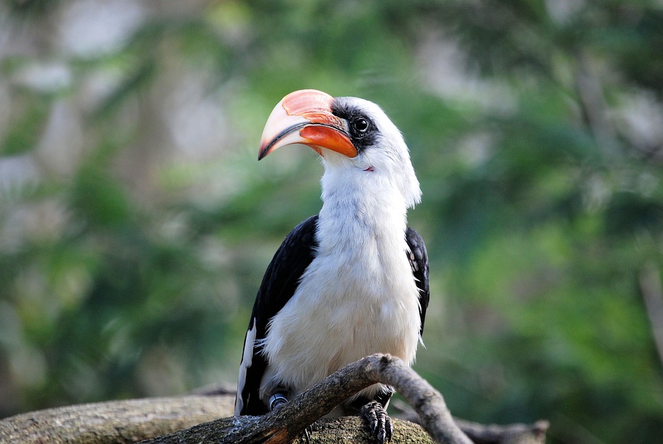 bird 356655 960 720