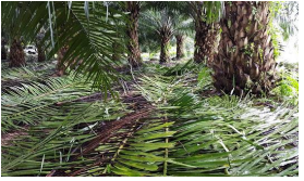 “บรรจุภัณฑ์”ผลิตจากทางปาล์มน้ำมัน สินค้า BCG โดดเด่นแก้ปัญหาสิ่งแวดล้อม เพิ่มรายได้เกษตรกร 4 capture 20230210 133922