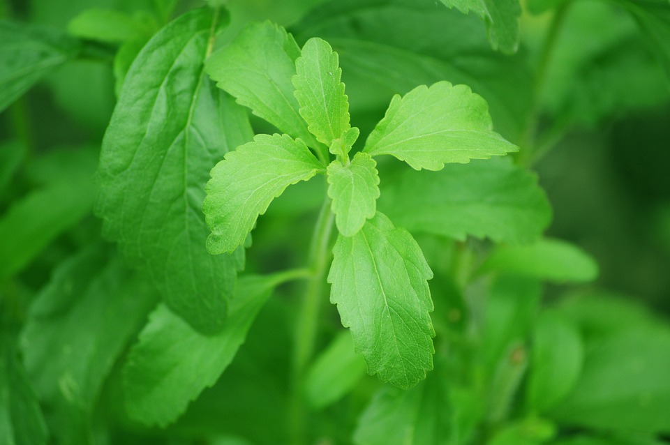 stevia 74187 960 720