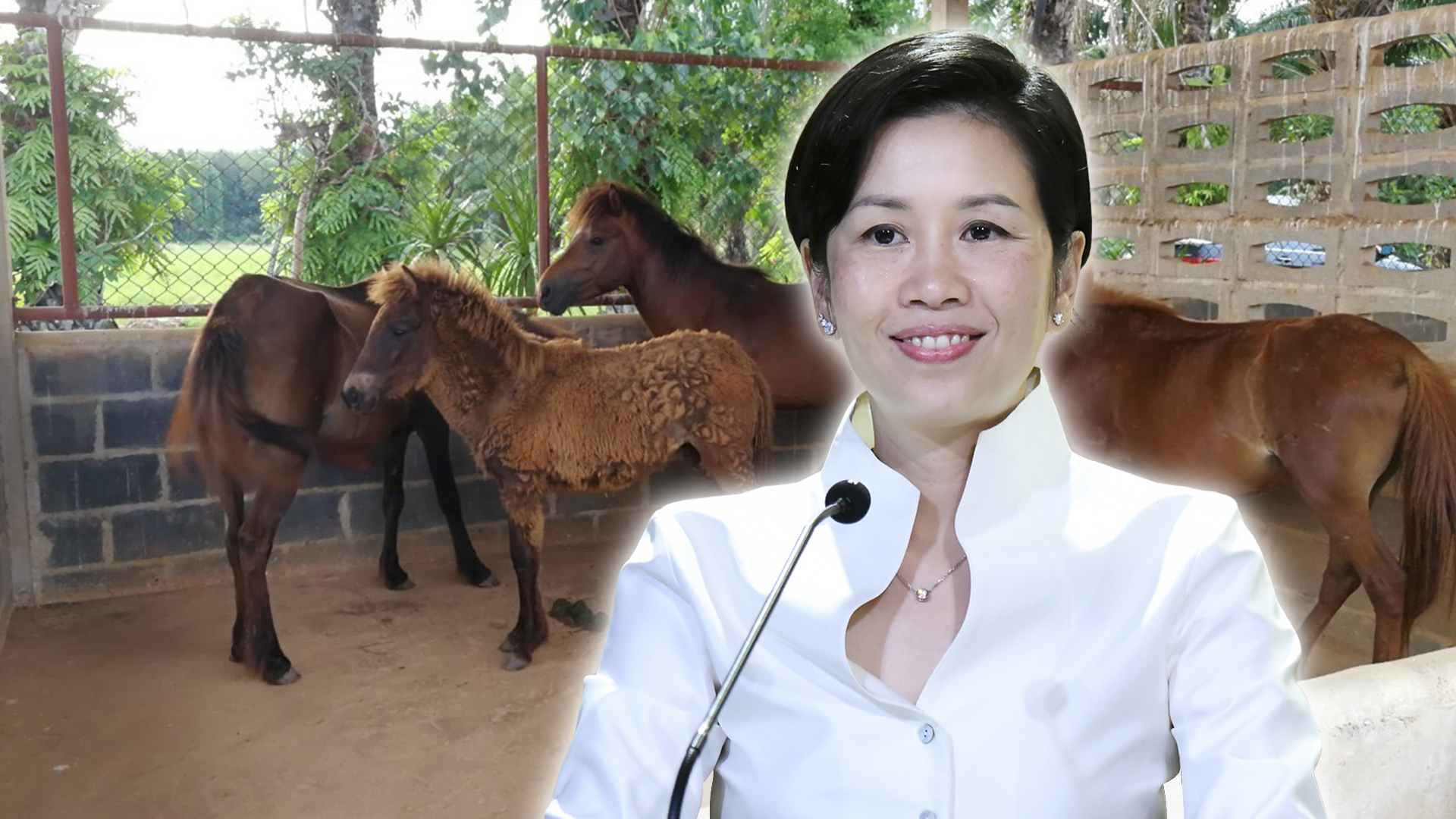 กาฬโรคในม้า3