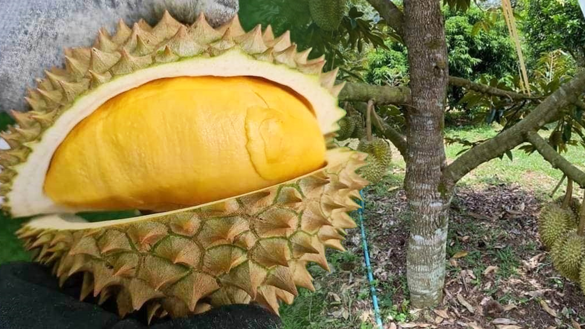 ขึ้นทะเบียน GI ทุเรียน 1