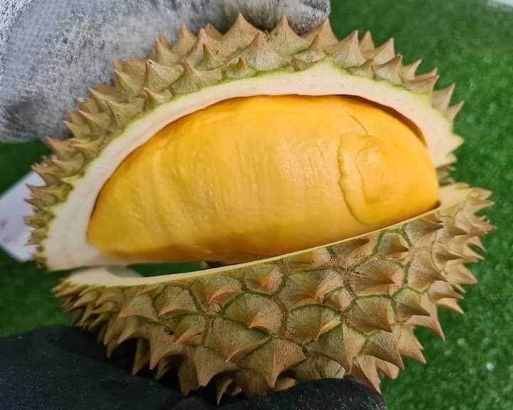 ทุเรียน111