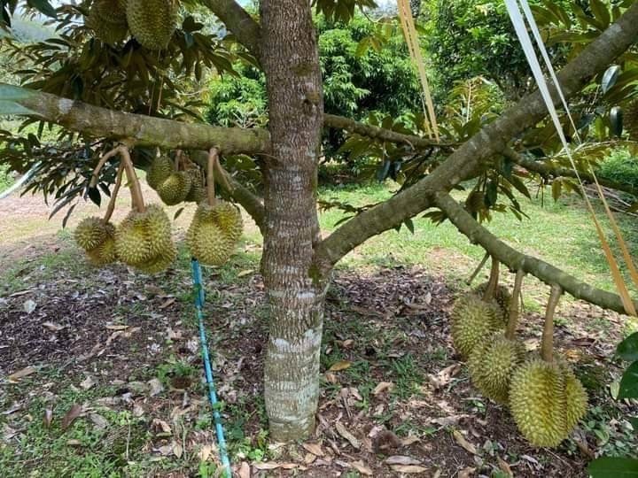 ขึ้นทะเบียน GI ทุเรียนสะเด็ดน้ำ