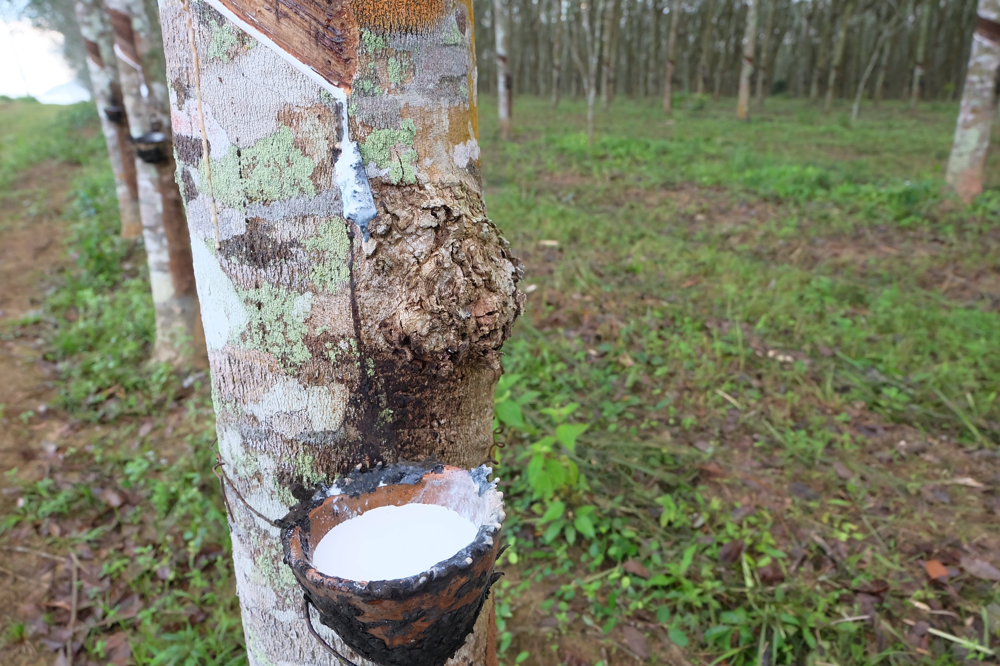 “จุรินทร์”เผยประกันรายได้ยางพาราปี 4 เตรียมเข้า ครม.แล้ว จ่ายเงินชดเชยส่วนต่างหลังไฟเขียว 3 ยางดีมาก