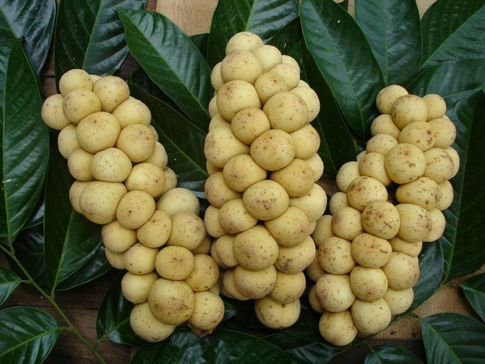 ลองกอง