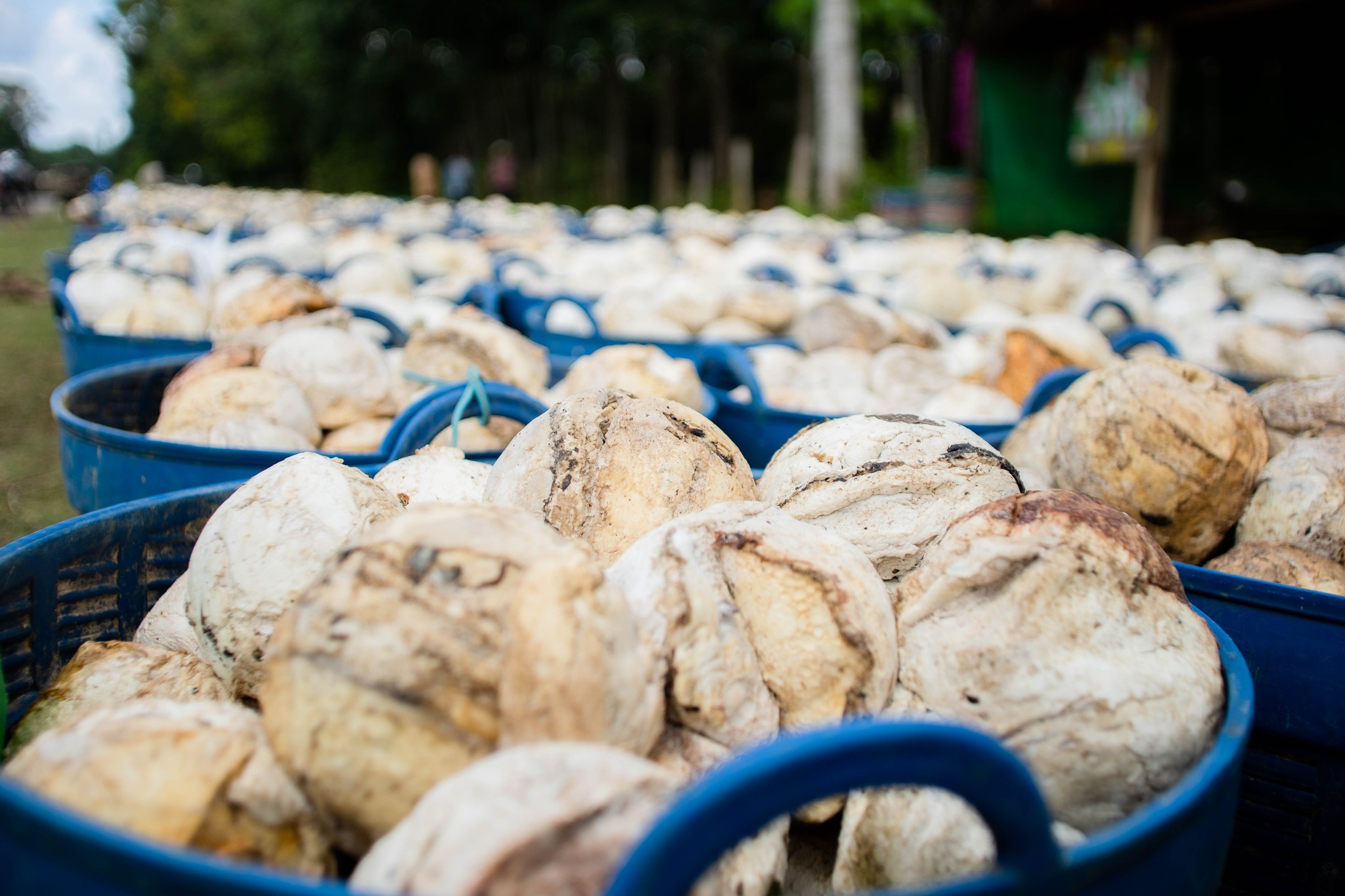 328645470 1340023623507990 3209036738220422985 n