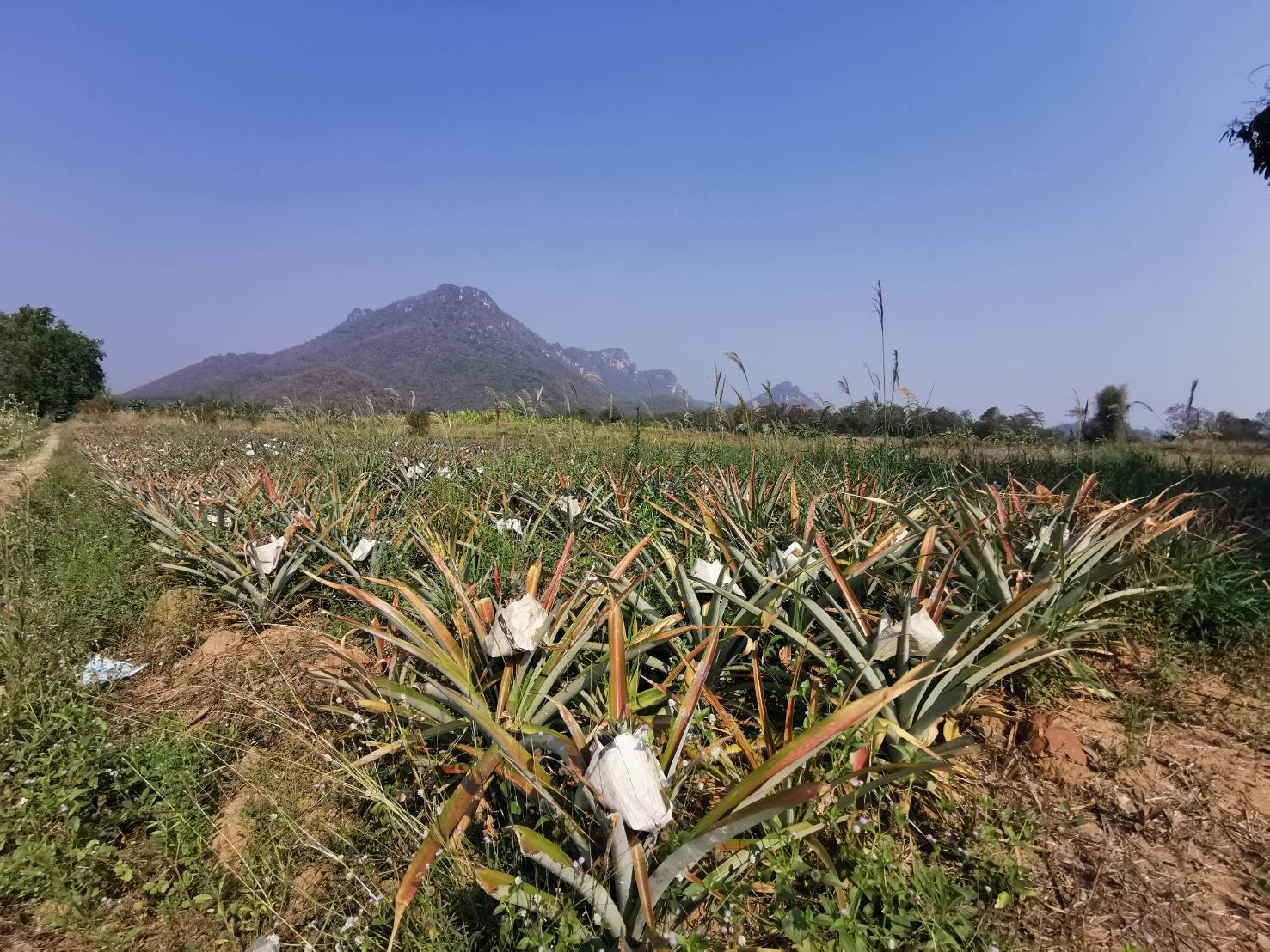 สศท.10 เคาะตัวเลขสับปะรดปัตตาเวียภาคตะวันตก ปี 66 ผลผลิตรวม 8.5 แสนตัน 3 333323610 2135571780166645 3315105037502949065 n