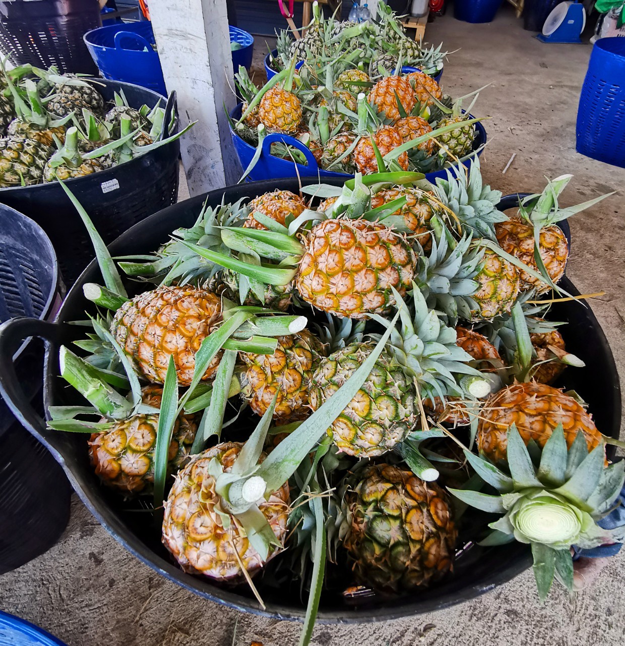 สศท.10 เคาะตัวเลขสับปะรดปัตตาเวียภาคตะวันตก ปี 66 ผลผลิตรวม 8.5 แสนตัน 5 333407957 2465322496975279 4419271556086119327 n