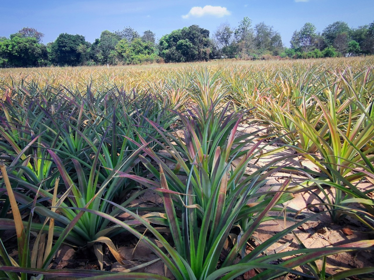 สศท.10 เคาะตัวเลขสับปะรดปัตตาเวียภาคตะวันตก ปี 66 ผลผลิตรวม 8.5 แสนตัน 4 333475271 901905427515675 4364520411449939305 n