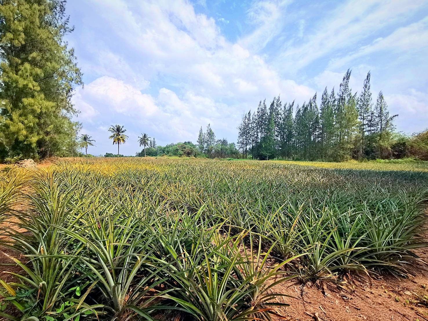 สศท.10 เคาะตัวเลขสับปะรดปัตตาเวียภาคตะวันตก ปี 66 ผลผลิตรวม 8.5 แสนตัน 2 333921981 6041220332622486 470422045503410333 n