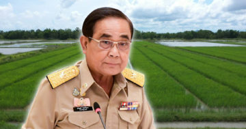 ประกันภัยนาข้าว3 1