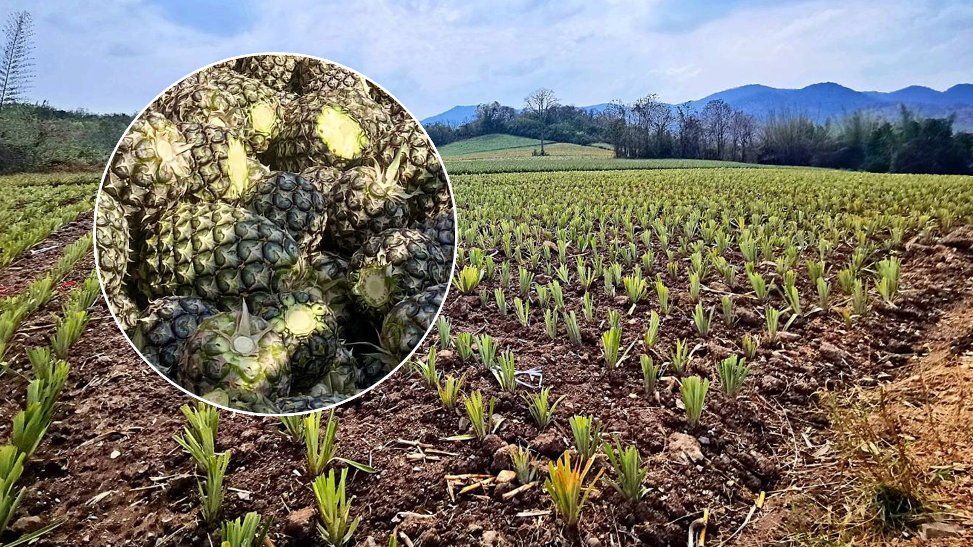 สศท.10 เคาะตัวเลขสับปะรดปัตตาเวียภาคตะวันตก ปี 66 ผลผลิตรวม 8.5 แสนตัน 1 สัปปะรด3