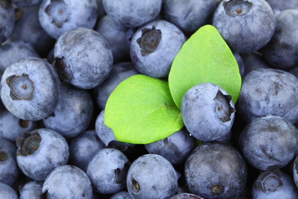 berries 2281 960 720