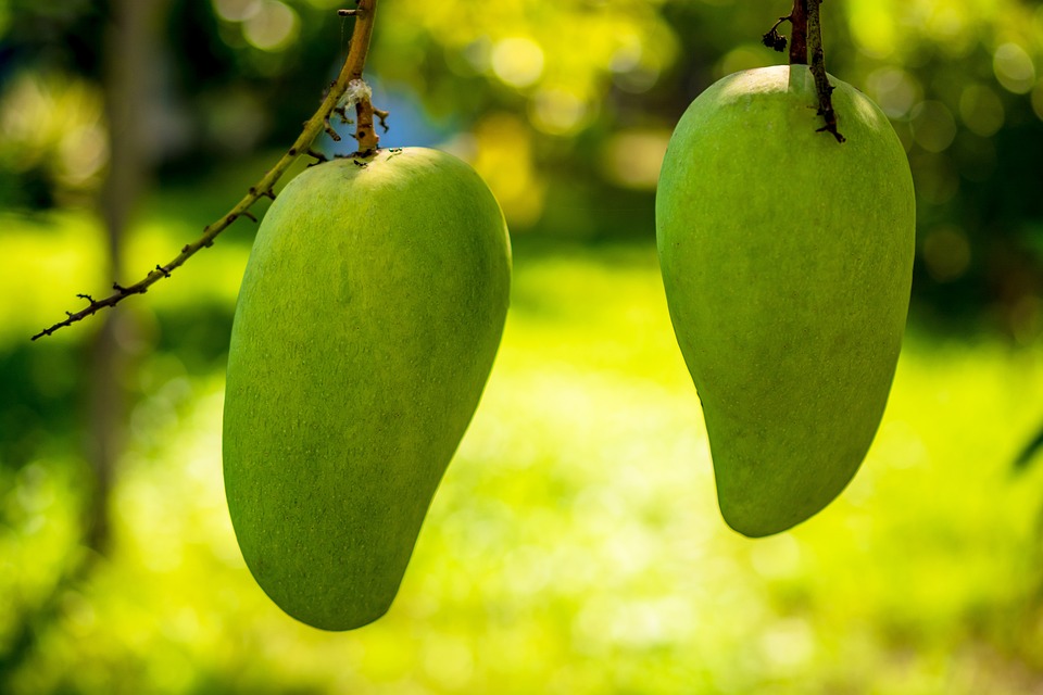 mango 344502 960 720