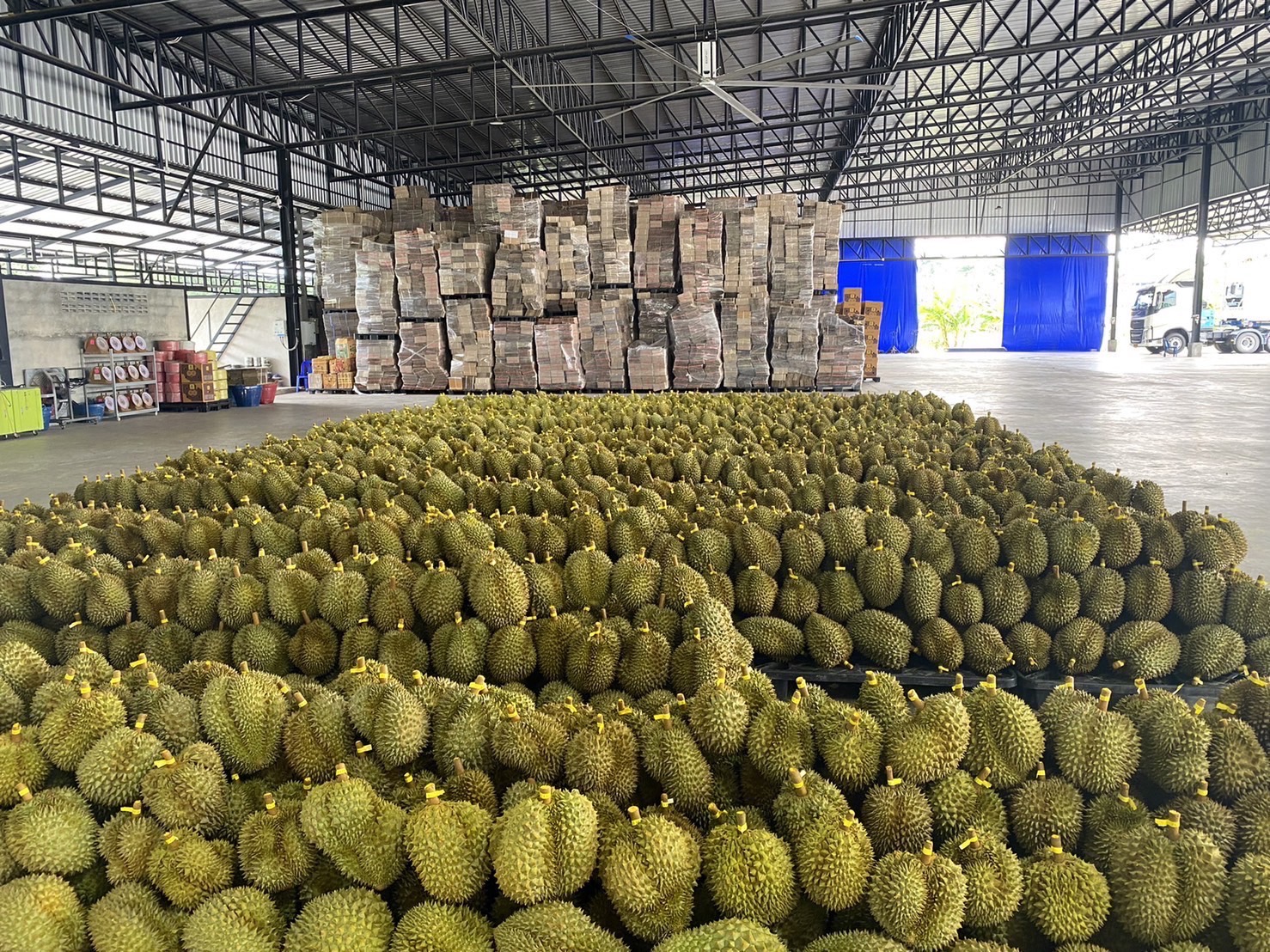 ทุเรียน 6