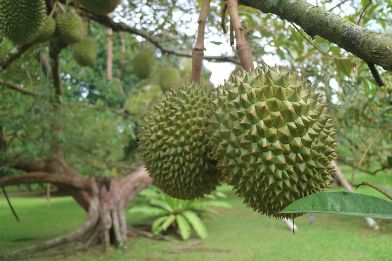 ทุเรียน343803