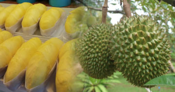 ทุเรียนไทย3