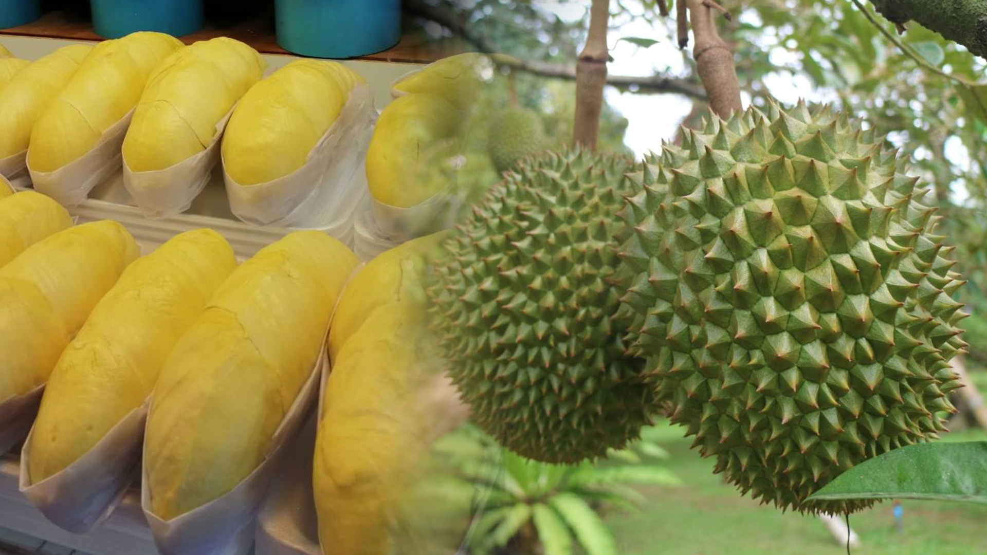 ทุเรียนไทย3
